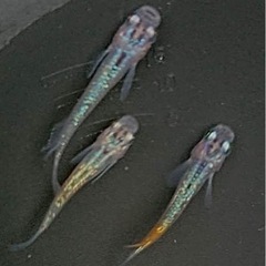 改良めだか　有精卵　めだかラック　の画像