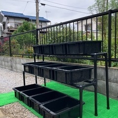 改良めだか　有精卵　めだかラック　の画像