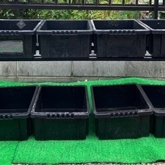 改良めだか　有精卵　めだかラック　の画像