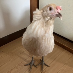 アローカナ