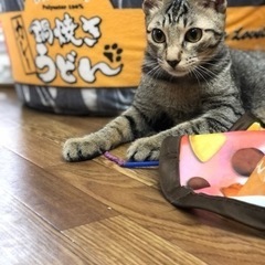 お膝の上が大好きで常にゴロゴロ♡いってます