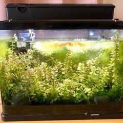 水槽セット一式（水草・ミナミヌマエビ付き）