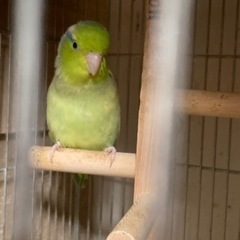 マメルリハ②