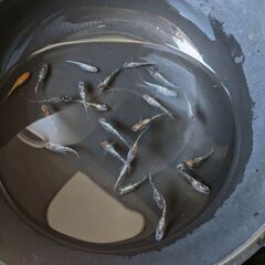🐦3色ラメ体外光　静楽庵の3色ラメ体外光WI01