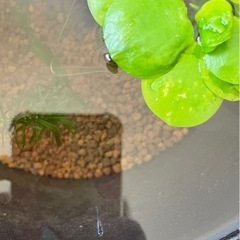 夜桜ブルー　幼魚　1匹100円　メダカの画像
