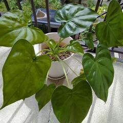 観葉植物、クワズイモ