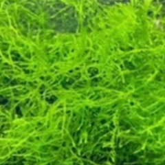 🐸🌿①エビ繁殖用ウィローモス¥100円
