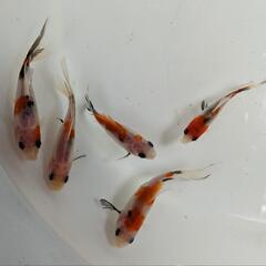 寿恵廣錦(スエヒロニシキ)ハート尾【選別漏れ】の画像