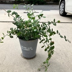 観葉植物　グリーンドラム