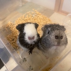 モルモット男の子　4ヶ月