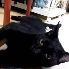 3ヶ月半か4ヶ月ぐらいの子猫