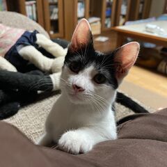 ひざ乗りが好きな白黒オス