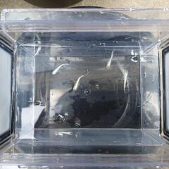 改良メダカ　プラチナダイヤRLF　幼魚〜若魚クラス