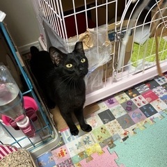 空猫✈️シリーズ❣️エジプシャンマウMIX❣️ミステリアスな瞳と...