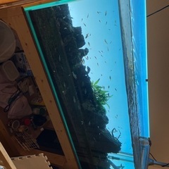 受け渡し者決定済コトブキ　120cm水槽　水槽台　生体　お譲りしますの画像