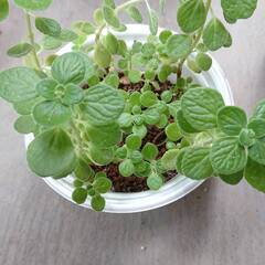 観葉植物　多肉　ハーブ　アロマティカス②