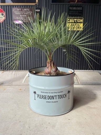 ココスヤシ　プランター付き！