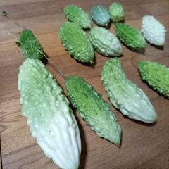 色々ゴーヤセット②　サラダゴーヤ　白ゴーヤ　ミックス　野菜　野菜...