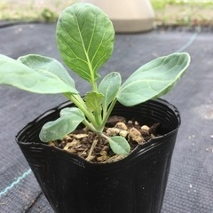 芽キャベツの苗　5個で100円　＋1個おまけの画像