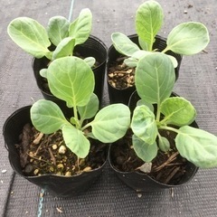 芽キャベツの苗　5個で100円　＋1個おまけ