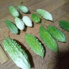 色々ゴーヤセット③　サラダゴーヤ　白ゴーヤ　ミックス　野菜　野菜...