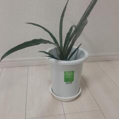 市販のパイナップルの葉（観葉植物）①