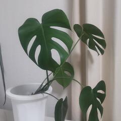 【受渡予定者決定】モンステラ（観葉植物）①