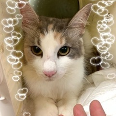 🍓🌸🍒若干長毛なキジ白さん🍓🌸🍒