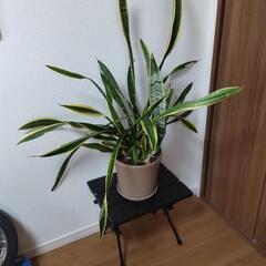 サンセベリア①の画像