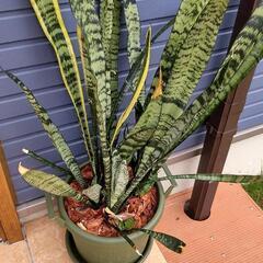 サンセベリア②の画像