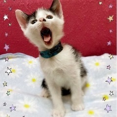 【里親様決まりました】元気な白黒の男の子 - 猫