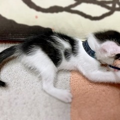 【里親様決まりました】元気な白黒の男の子 - 里親募集