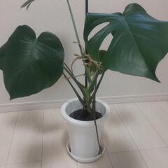 モンステラ（観葉植物）②