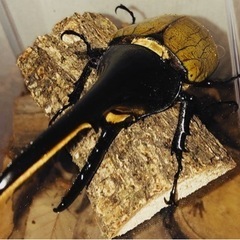 ｸﾜｶﾌﾞ幼虫福袋10点盛り！！