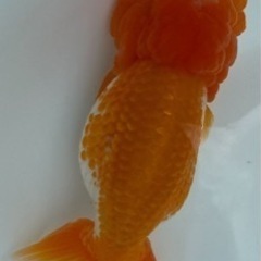 宇野系２歳魚１０匹セット
