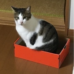 おとなしく、少し大きめ猫です😺
