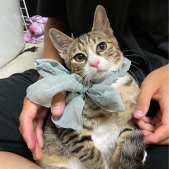 4月生まれ　キジ猫4姉妹　キキちゃん