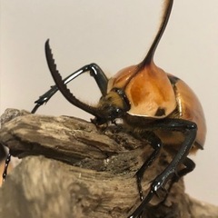 ｸﾜｶﾌﾞ福袋直接取引限定版！の画像