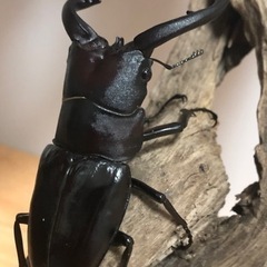 ｸﾜｶﾌﾞ福袋直接取引限定版！の画像