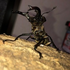 ｸﾜｶﾌﾞ福袋直接取引限定版！の画像