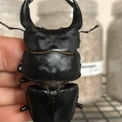 ｸﾜｶﾌﾞ福袋直接取引限定版！の画像