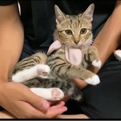 4月生まれ　キジ猫4姉妹ララちゃん