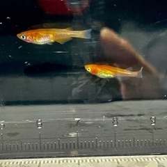 メダカ　紅龍系　稚魚　選別モレ　10匹セット