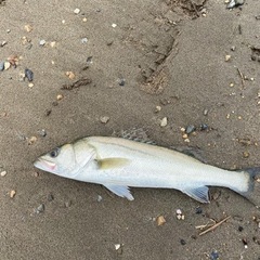シーバス釣り仲間募集中！
