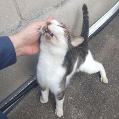 捨て猫の里親募集　キジトラオス