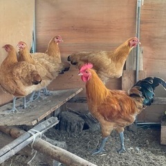 【謝礼あり！】くず米や古米、籾、野菜くずなど鶏の餌になるモノと蜂蜜と交換！！ - 千曲市