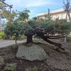 庭木、ご自身で掘り起こし、積み込み運搬、移植できる方にお譲りします。