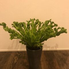 アスプレニウムと鉢植えのセット