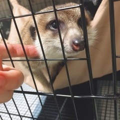 ミーアキャット（オス 1歳）