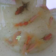 金魚(キャリコ)(お話し中)の画像